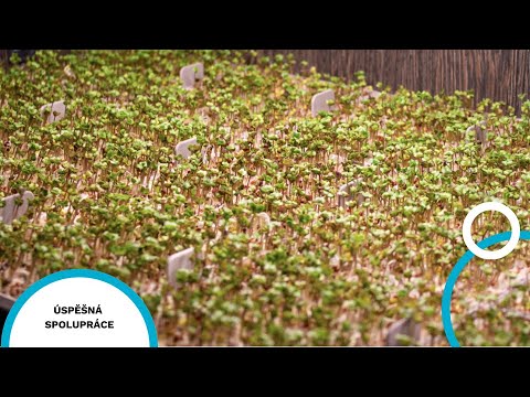 MoraviaLab × VŠB-TUO — Data-driven microgreens